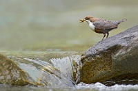 9 merlo acquaiolo il suo torrente